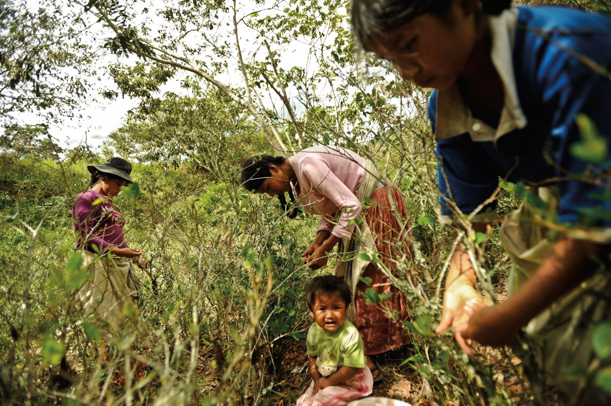 Meri Pintas, 30, (center) harvests coca leaves with her children in the Yungas region of Bolivia.