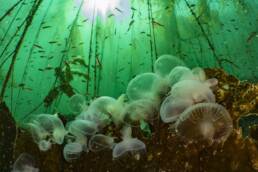 salish sea jelly fish