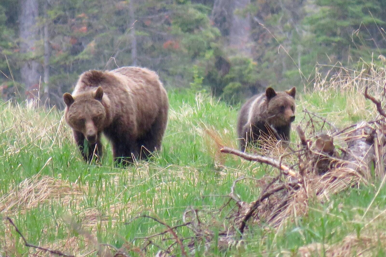 Where The Grizzly Bears Roam The Soap Opera That Is Khutzeymateen