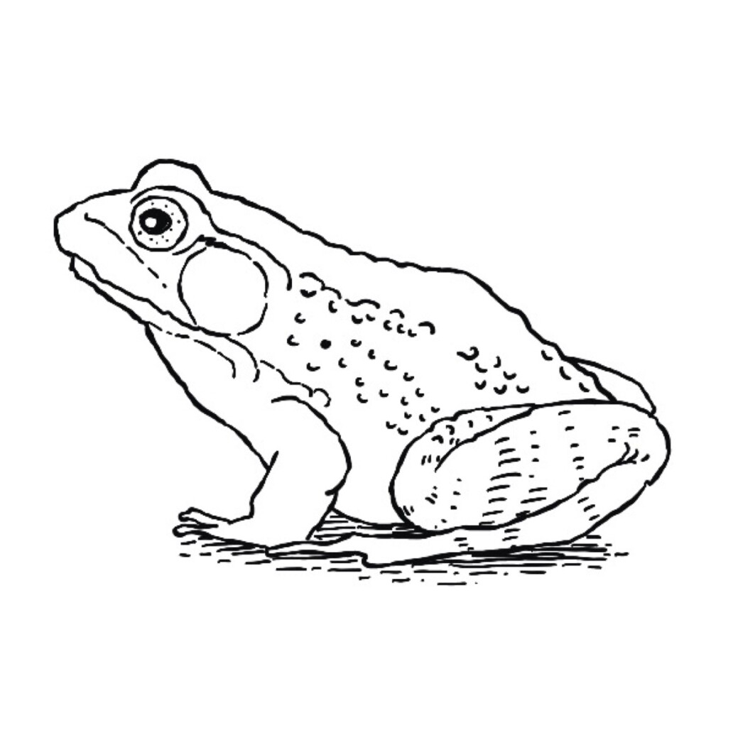 American bullfrog - Invasive Species Council of British Columbia