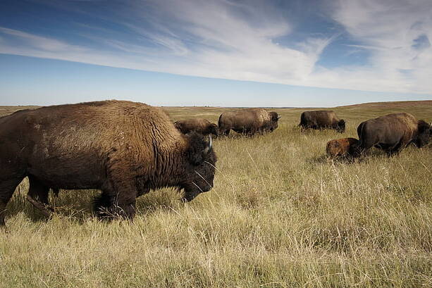 How The USA is Saving Its Great Plains, One Blade of Grass at a